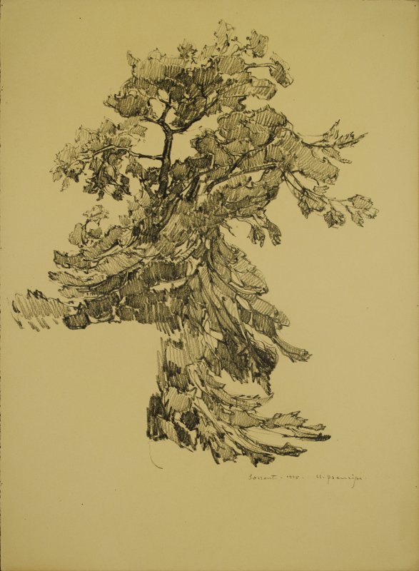 1928 -  Studio di albero a Sorrento